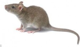 汕头老鼠爆料最新消息新闻,最新民生新闻聚焦