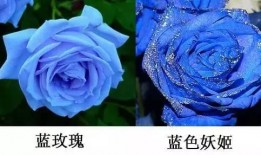 蓝色妖姬爆料完整视频