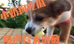 娱乐圈吃瓜小狗是谁啊,揭秘神秘“吃瓜群众”身份