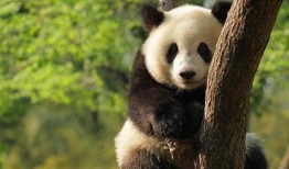 熊猫头娱乐圈爆料,明星幕后故事大曝光