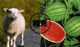 羊了羊娱乐吃瓜,揭秘娱乐圈吃瓜背后的真相