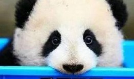 熊猫头娱乐圈爆料,明星幕后故事大曝光