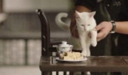 有网友爆料小猫咪视频,萌宠小猫咪视频，萌态可掬萌翻网友