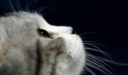 娱乐吃瓜猫金星,娱乐圈的麻辣吃瓜猫，揭秘幕后风云