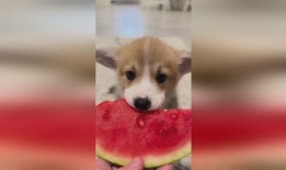 娱乐圈吃瓜小狗是谁啊,揭秘神秘“吃瓜群众”身份