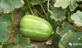 泰安网红吃瓜事件,揭秘网络舆论的风云变幻