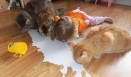 镇江宠物爆料事件最新情况,最新进展揭秘，真相逐渐浮出水面