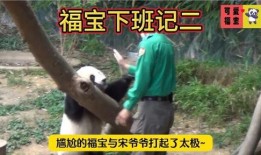 福宝爷爷爆料福宝视频,福宝视频背后的精彩故事