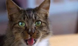 娱乐吃瓜猫金星,娱乐圈的麻辣吃瓜猫，揭秘幕后风云