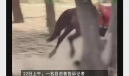 马孩皮肤爆料视频在线观看,揭秘游戏角色新装亮相