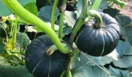 网红韩婧格吃瓜视频,揭秘娱乐圈幕后真相