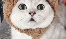 有网友爆料小猫咪视频,萌宠小猫咪视频，萌态可掬萌翻网友