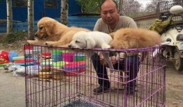 镇江宠物爆料事件最新情况,最新进展揭秘，真相逐渐浮出水面