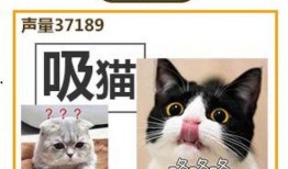 娱乐吃瓜猫金星,娱乐圈的麻辣吃瓜猫，揭秘幕后风云