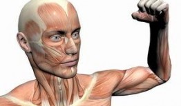 人体模型最新爆料图片,科技与艺术的完美融合