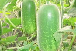 缅甸网红吃瓜视频大全,趣味横生，笑料百出