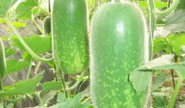 缅甸网红吃瓜视频大全,趣味横生，笑料百出