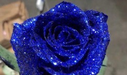 蓝色妖姬爆料完整视频