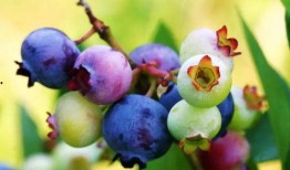 蓝莓被爆料视频真实,揭秘真实种植与采摘过程