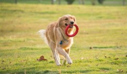 镇江宠物爆料事件最新情况,最新进展揭秘，真相逐渐浮出水面