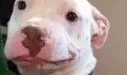 娱乐圈吃瓜小狗是谁啊,揭秘神秘“吃瓜群众”身份