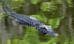 鳄鱼在线观看免费,免费在线观看鳄鱼直播，尽享自然奇观