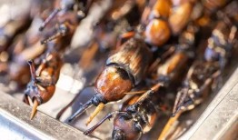 客家美食爆料视频大全最新,揭秘最新爆料视频大全