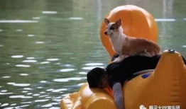 扒叔爆料小黄鸭视频大全,小黄鸭视频大全大曝光