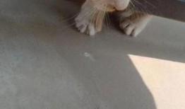 有网友爆料小猫咪视频,萌宠小猫咪视频，萌态可掬萌翻网友