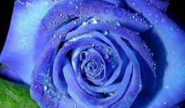 蓝色妖姬爆料完整视频