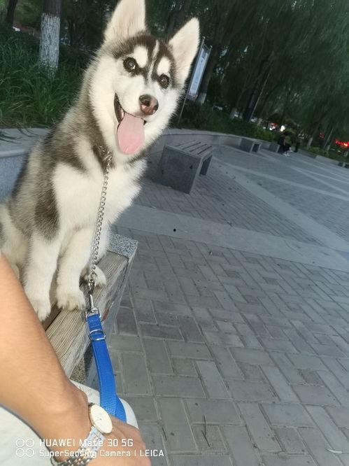 娱乐吃瓜酱二哈